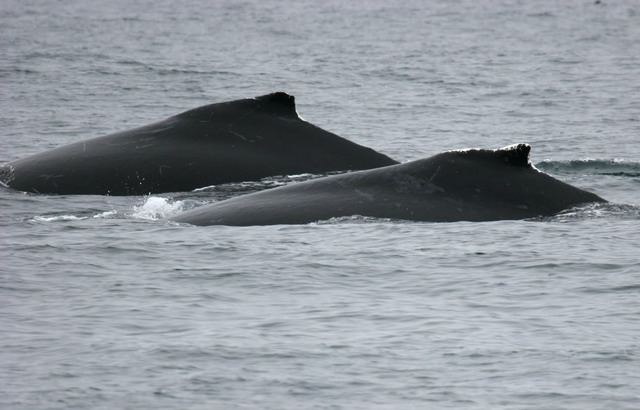 Humpback Whales